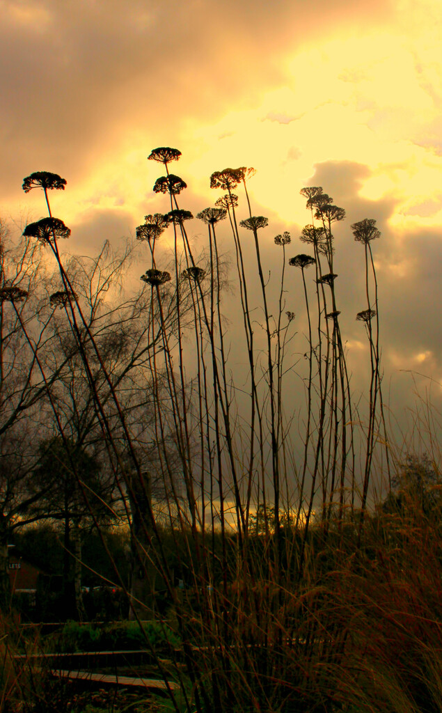 Seed Heads in Winter.  by wendyfrost
