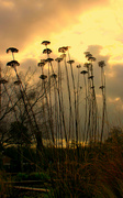 25th Feb 2023 - Seed Heads in Winter. 