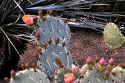 26th Feb 2023 - Prickly Pear blooms emerging