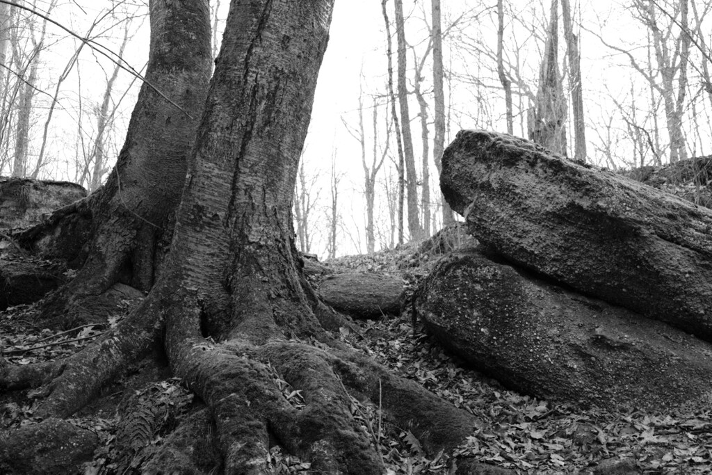 Tree Trunk, Rocks by lsquared