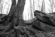 26th Feb 2023 - Tree Trunk, Rocks