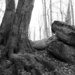 Tree Trunk, Rocks by lsquared