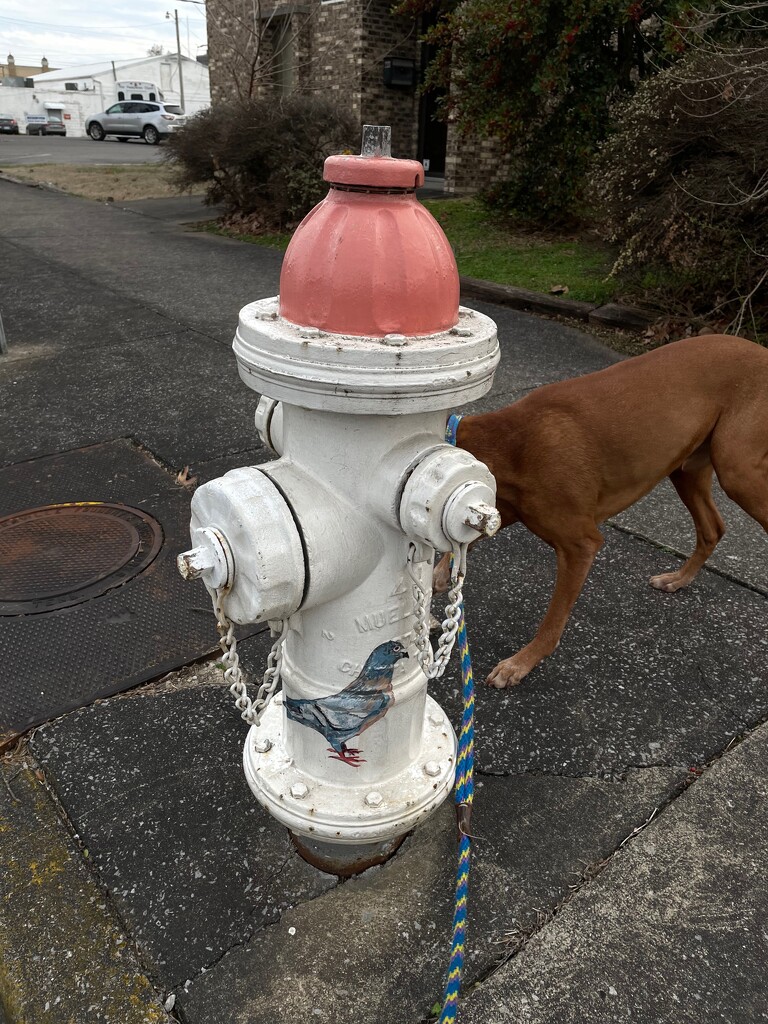 The pigeon hydrant by margonaut