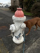 25th Feb 2023 - The pigeon hydrant