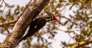 26th Feb 2023 - Pileated Woodpecker!