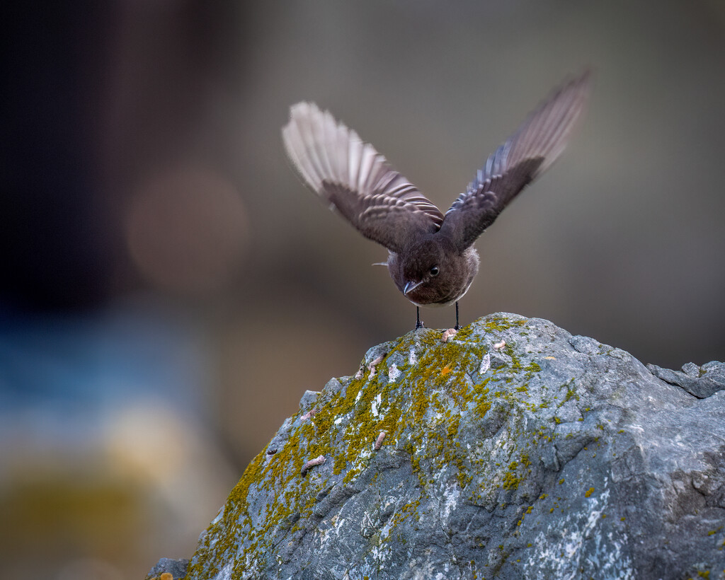 Black Phoebe taking off by nicoleweg