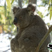 Sir Valentine by koalagardens