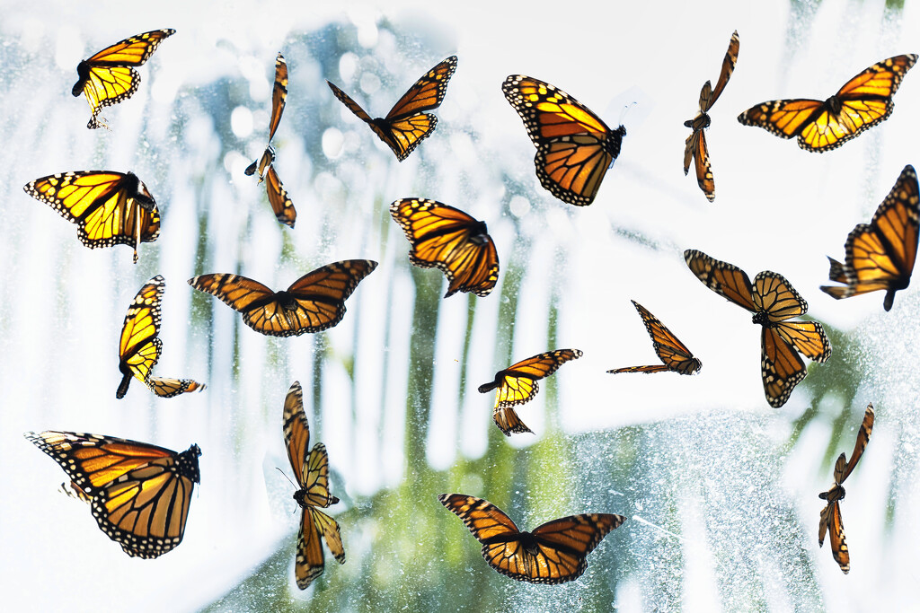 Butterflies by dkbarnett