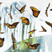 Butterflies by dkbarnett
