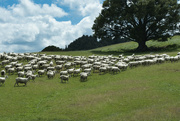 17th Feb 2023 - Sheep
