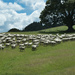 Sheep by dkbarnett