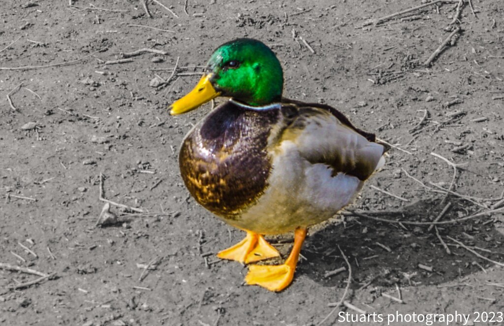 Solo duck by stuart46