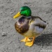 Solo duck by stuart46