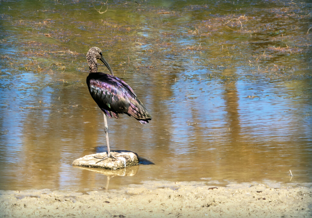Glossy ibis by ludwigsdiana