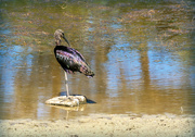 27th Feb 2023 - Glossy ibis