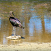 Glossy ibis by ludwigsdiana