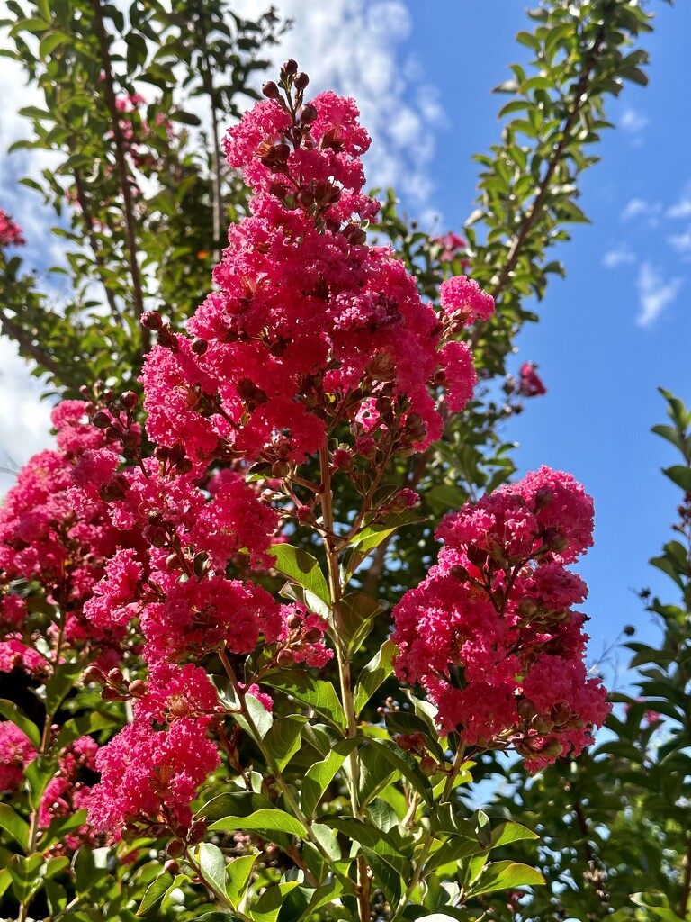 Crepe myrtle by nicolecampbell