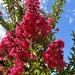 Crepe myrtle by nicolecampbell