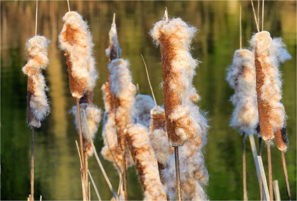 Bulrushes by bournesnapper