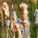 Bulrushes by bournesnapper