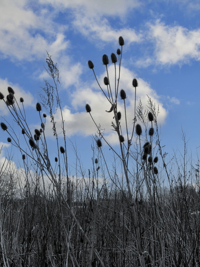 Teasels by philm666