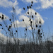 Teasels by philm666