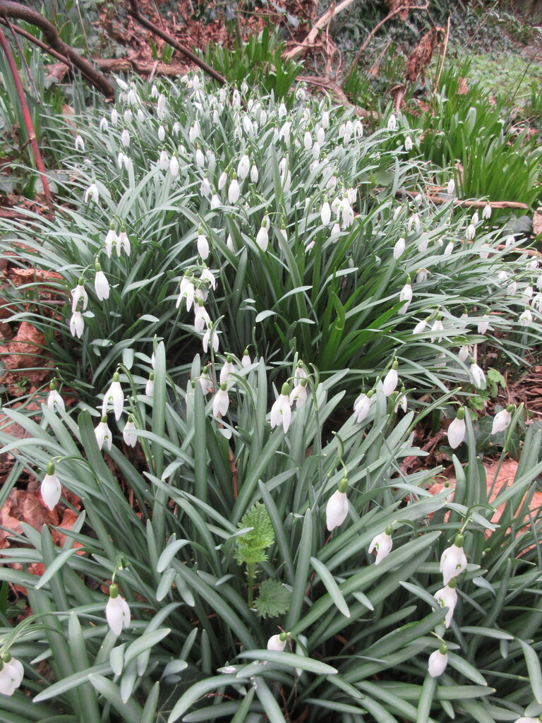 Snowdrops by philm666