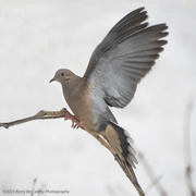26th Feb 2023 - Mourning Dove