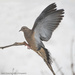 Mourning Dove by mccarth1