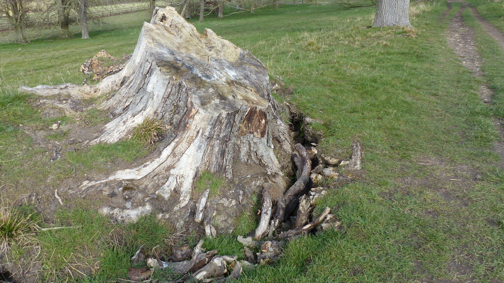 Tree Stump by g3xbm