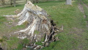 27th Feb 2023 - Tree Stump