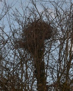 27th Feb 2023 - Magpies Nest