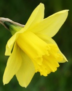 27th Feb 2023 - Daffodil