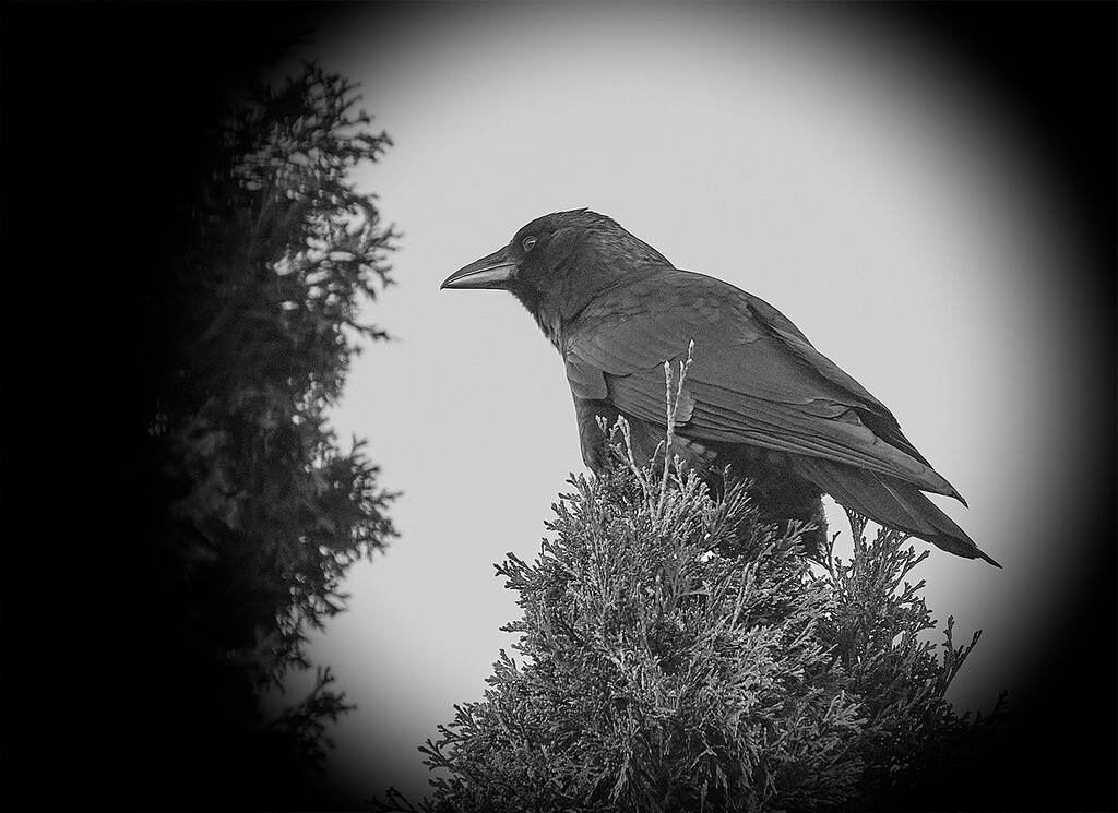 Big Crow by gardencat