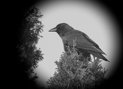 27th Feb 2023 - Big Crow