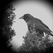 Big Crow by gardencat