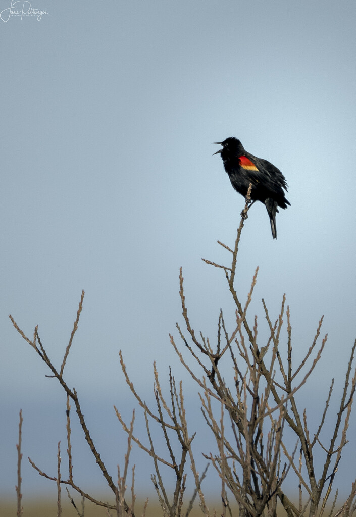 Red Winged Blackbird Singing  by jgpittenger