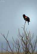 13th Feb 2023 - Red Winged Blackbird Singing 