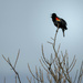 Red Winged Blackbird Singing  by jgpittenger