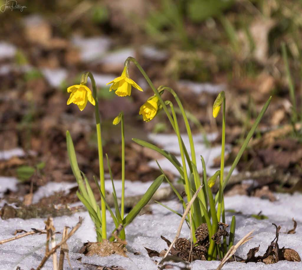 Narcissus in the Snow  by jgpittenger