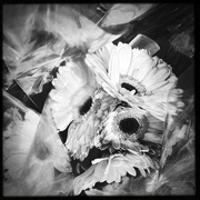 27th Feb 2022 - Gerber Daisies | Black & White