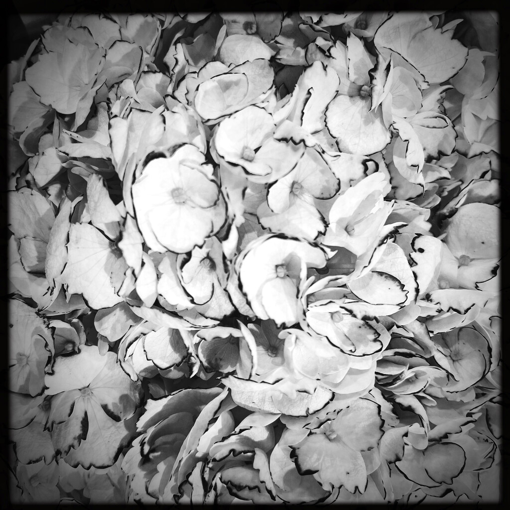 Hydrangea | Black & White by yogiw