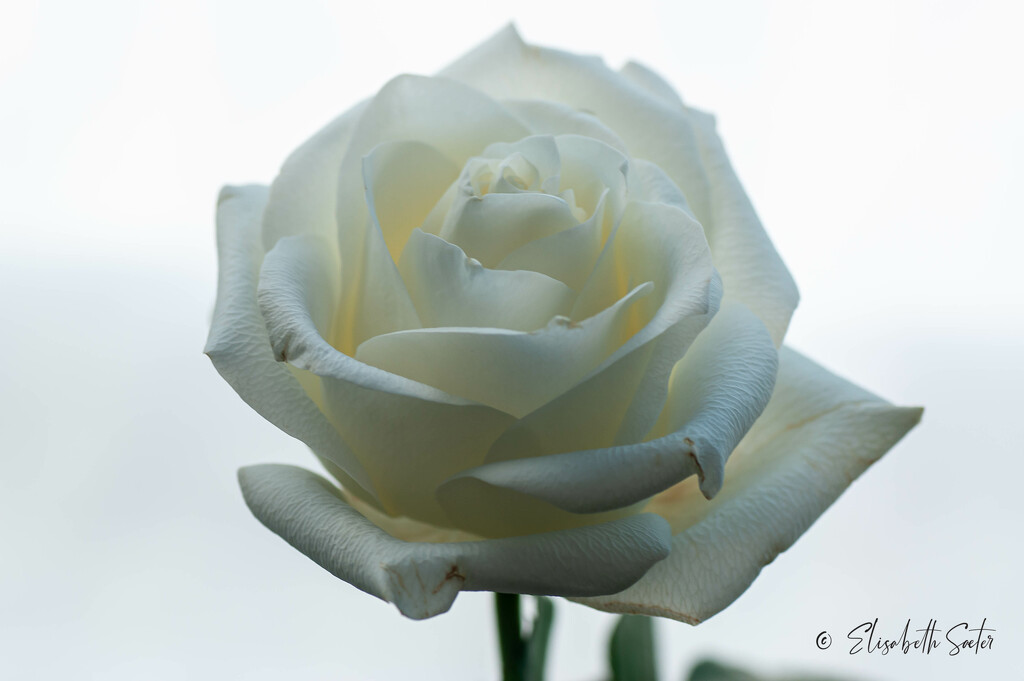 White rose by elisasaeter