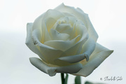 27th Feb 2023 - White rose