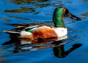 27th Feb 2023 - Northern Shoveler