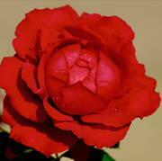 27th Feb 2023 - Rose