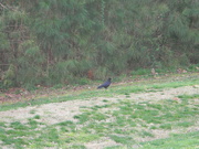 27th Feb 2023 - Crow in Field 