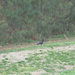 Crow in Field  by sfeldphotos