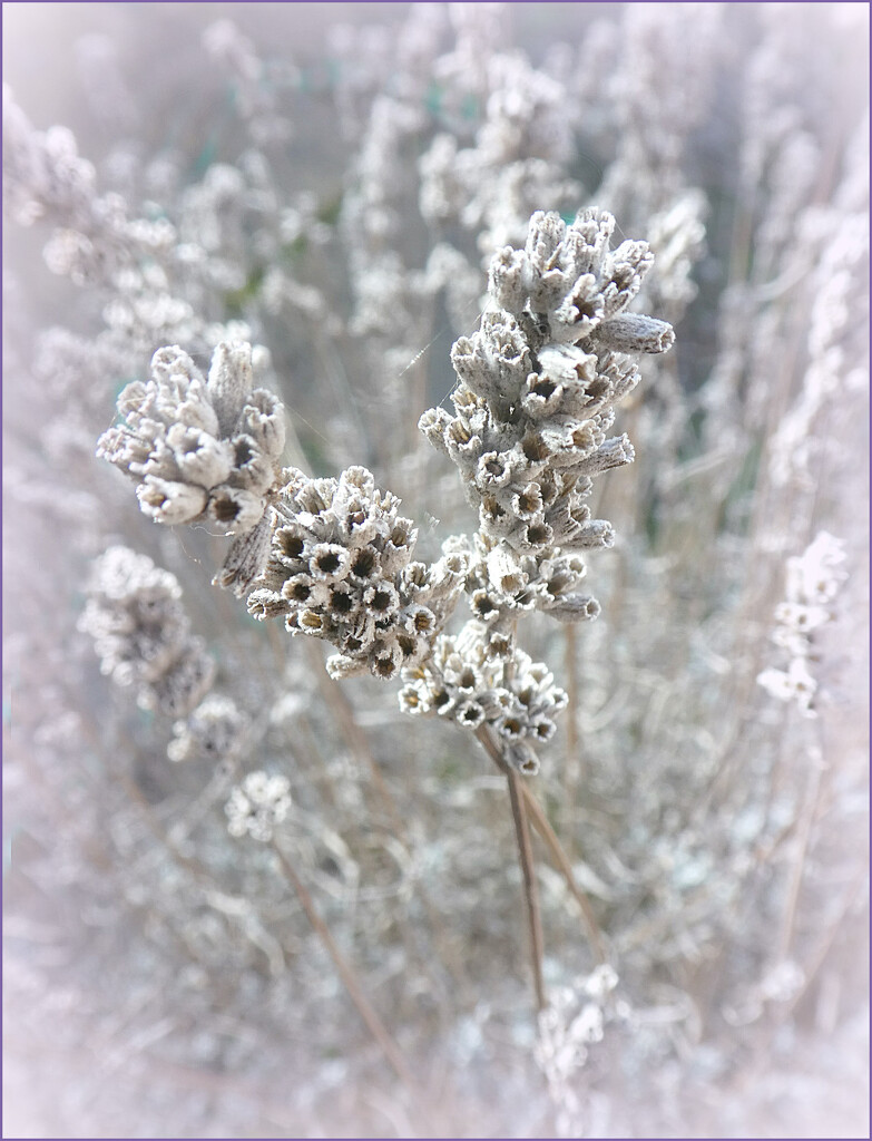 Lavender  Seed Heads.   by wendyfrost