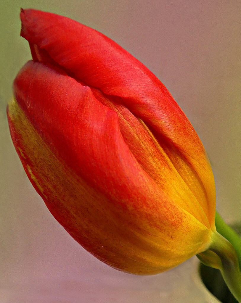 Tulip.   by wendyfrost